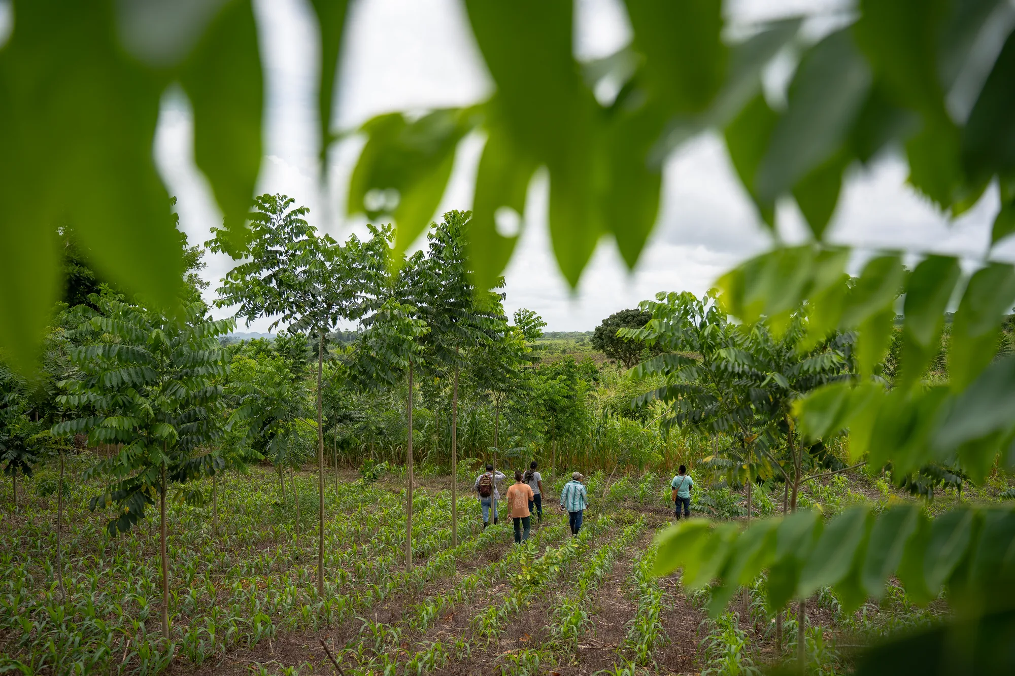 Persone che camminano tra giovani alberi e campi coltivati